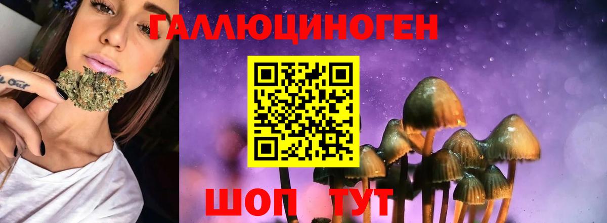 Псилоцибиновые грибы Cubensis Балтийск